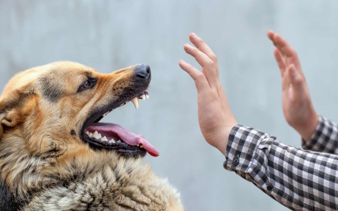 Que Pasa si Eres Mordido por un Perro